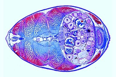 Mikropräparat - Süßwasserfisch, Abdomen mit Niere, Leber, Darm, quer