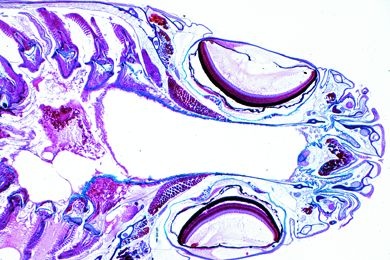 Mikropräparat - Süßwasserfisch, Kopf und Kiemenregion, frontal längs