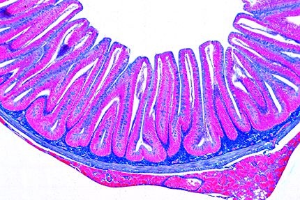 Mikropräparat - Cyprinus, Dünndarm quer