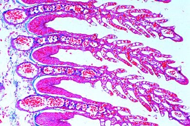Mikropräparat - Cyprinus, Karpfen, Kiemen quer