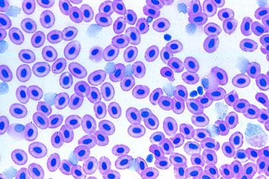 Mikropräparat - Cyprinus, Blutausstrich