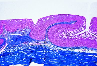 Mikropräparat - Cyprinus, Haut quer