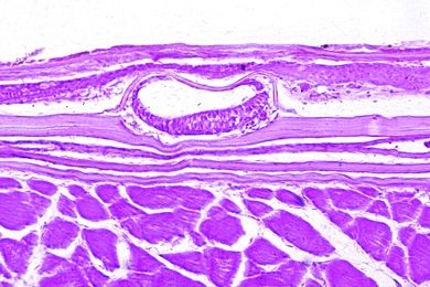 Mikropräparat - Cyprinus, Seitenlinienorgan, quer *