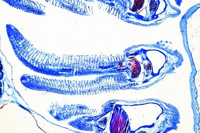 Mikropräparat - Trutta, Kiemen, quer