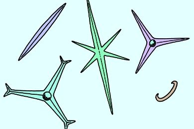 Mikropräparat - Gemischte Schwammnadeln (Kieselskelette) verschiedener Typen