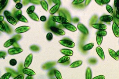 Mikropräparat - Euglena gracilis, Augentierchen, kleinere Art