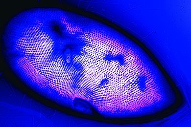 Mikropräparat - Paramaecium, Pellikulastrukturen (Bresslaus Opalblaumethode)