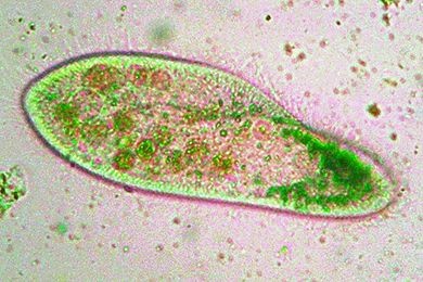 Mikropräparat - Paramaecium multimicronucleatum, Kernfärbung, Art mit mehreren Mikronuklei