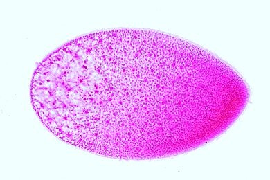 Mikropräparat - Opalina ranarum, Kommensale aus dem Froschdarm, Ausstrich