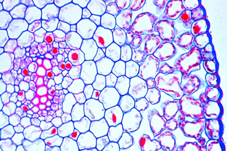 Mikropräparat - Psilotum, Rhizom mit Protostele, quer