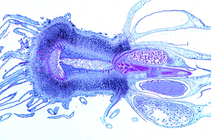 Mikropräparat - Isoetes, Brachsenkraut, Kormus mit Blättern und Wurzeln, längs