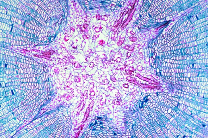 Mikropräparat - Isoetes, Stamm quer