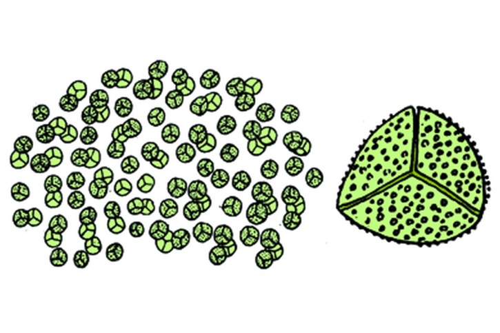 Mikropräparat - Lycopodium, reife Sporen, total