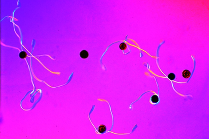 Mikropräparat - Equisetum, Sporen mit Elateren, total