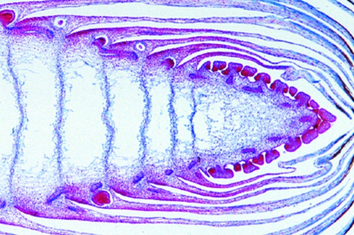 Mikropräparat - Equisetum, Sproßspitze mit Vegetationskegel und Blattanlagen, längs