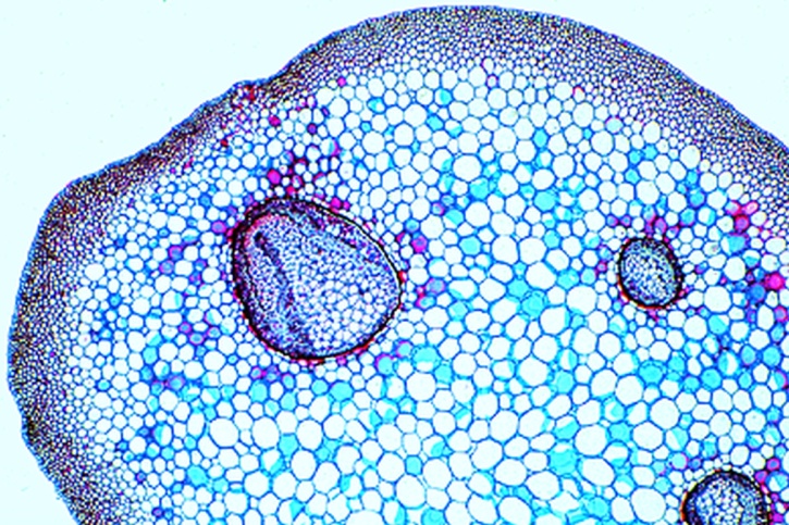 Mikropräparat - Aspidium, Stamm, quer