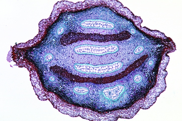 Mikropräparat - Pteridium, Rhizom quer. Gefäßbündel quer