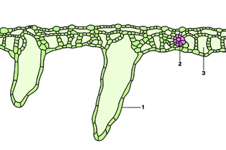 Mikropräparat - Salvinia natans, Schwimmfarn, Blatt quer