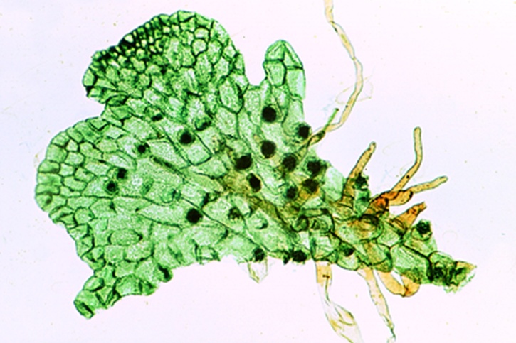 Mikropräparat - Farnprothallium, mit Antheridien und Archegonien, total *
