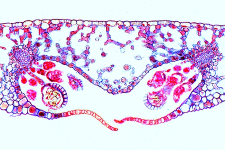 Mikropräparat - Phyllitis scolopendrium, Hirschzunge, fertiles Blatt mit Sori, quer