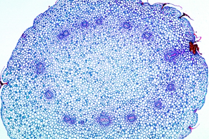 Mikropräparat - Polypodium, Tüpfelfarn, Rhizom mit Dictyostele, quer