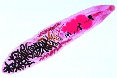 Mikropräparat - Dicrocoelium lanceolatum (Distomum lanceolatum)
