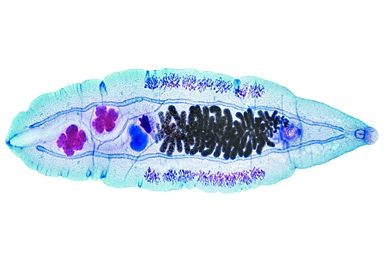 Mikropräparat - Opisthorchis felineus, Katzenegel, total Mikropräparat - Opisthorchis felineus, Katzenegel, total