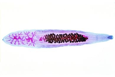 Mikropräparat - Clonorchis sinensis, chinesischer Leberegel, total *