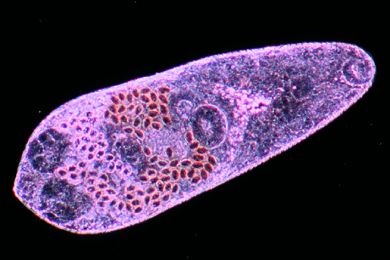 Mikropräparat - Heterophyes heterophyes, Zwergdarmegel des Menschen, Totalpräparat *