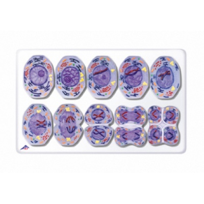 Meiose Modell Meiose Modell