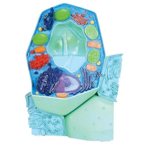 Die pflanzliche Zelle, Modell Die pflanzliche Zelle, Modell