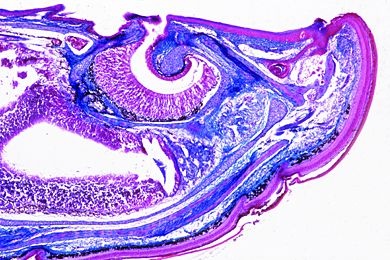 Mikropräparat - Tropidonotus, Kopf mit Jakobsohnschem Organ, quer