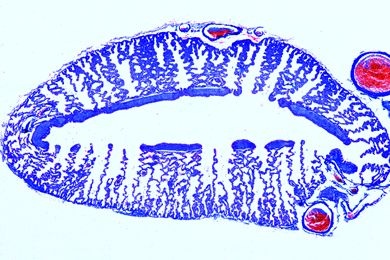 Mikropräparat - Lacerta, Lunge quer. Stärkere Faltung der Innenwand