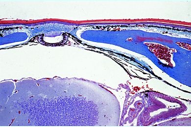 Mikropräparat - Lacerta, junges Tier, Kopf längs mit Parietalauge *
