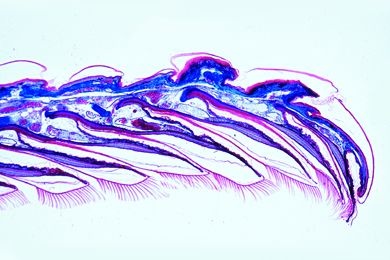 Mikropräparat - Tarentola, Gecko, Haftzehe längs