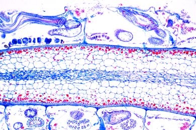 Mikropräparat - Membraniphora, Meerwasser-Moostierchen