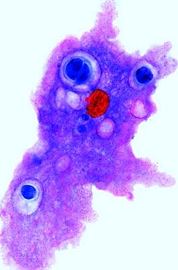 Protozoen (Urtiere), Basissatz von 8 Einheiten, Lehrerpaket