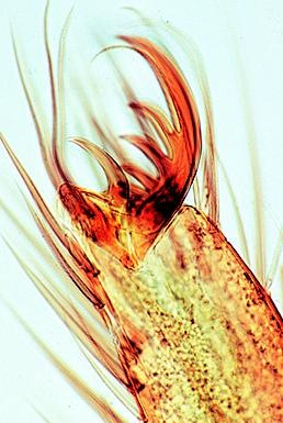 Wirbellose Tiere, Ergänzungssatz von 12 Einheiten, Lehrerpaket