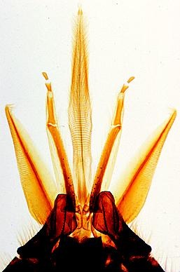 Insekten, Basissatz von 6 Einheiten, Lehrerpaket