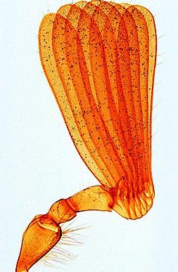 Insekten, Ergänzungssatz von 12 Einheiten, Lehrerpaket