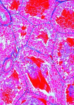 Frosch Histologie (Rana), Basissatz von 12 Einheiten, Lehrerpake