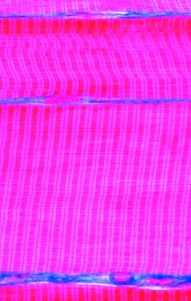 Histologie Mensch und Säugetiere, Basissatz von 6 Einheiten, Leh