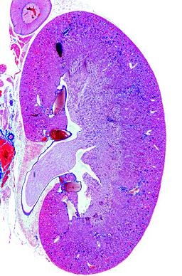 Histologie Mensch und Säugetiere, Ergänzungssatz I von 12 Einhei