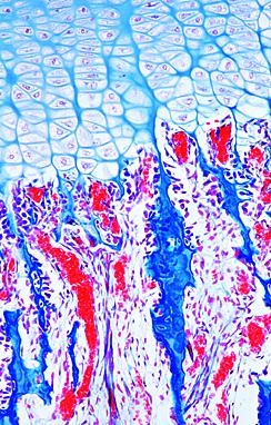 Histologie Mensch und Säugetiere, Ergänzungssatz II von 12 Einhe