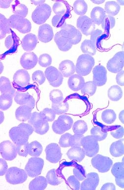 Parasiten, Basissatz von 6 Einheiten, Lehrerpaket