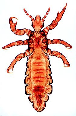 Parasiten, Ergänzungssatz von 12 Einheiten, Schülersatz