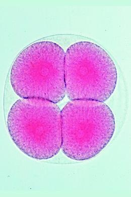 Fortpflanzung der Tiere, Basissatz von 6 Einheiten, Lehrerpaket