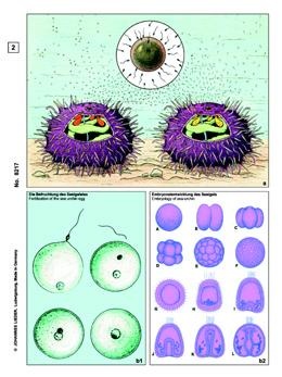 Fortpflanzung der Tiere, Basis-CD