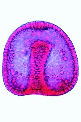 Embryologie und Entwicklung der Tiere, Basissatz von 6 Einheiten