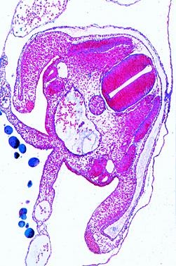 Embryologie und Entwicklung der Tiere, Ergänzungssatz von 12 Ein